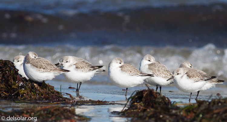 Canon EOS 7D  --  400 mm  --  EF400mm f/5.6L USM  