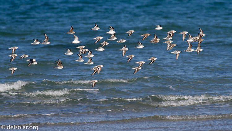 Canon EOS 7D  --  400 mm  --  EF400mm f/5.6L USM  