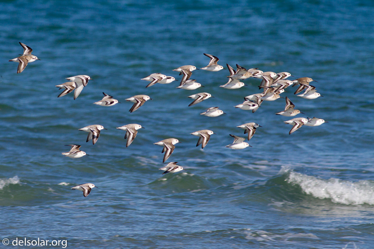 Canon EOS 7D  --  400 mm  --  EF400mm f/5.6L USM  