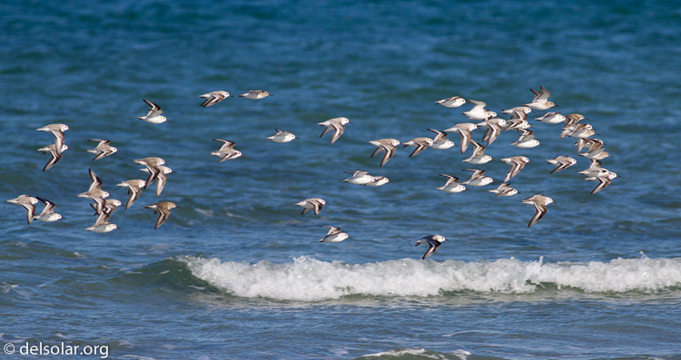 Canon EOS 7D  --  400 mm  --  EF400mm f/5.6L USM  