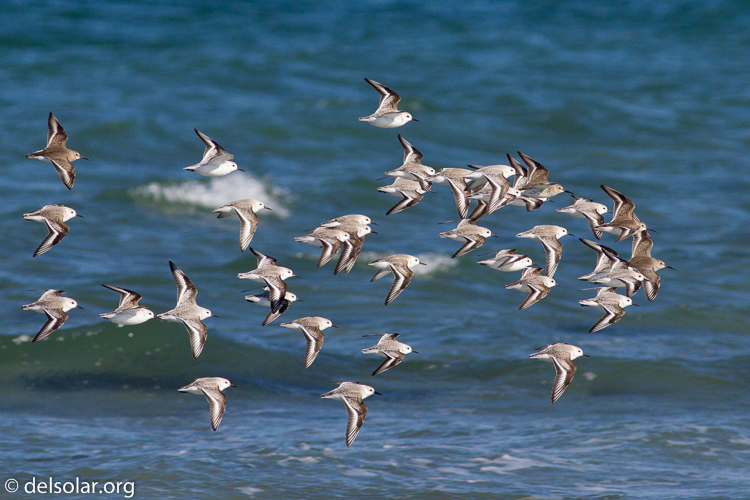 Canon EOS 7D  --  400 mm  --  EF400mm f/5.6L USM  