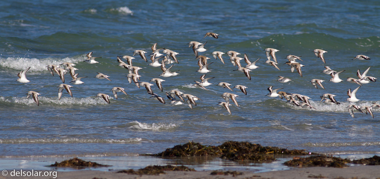 Canon EOS 7D  --  400 mm  --  EF400mm f/5.6L USM  