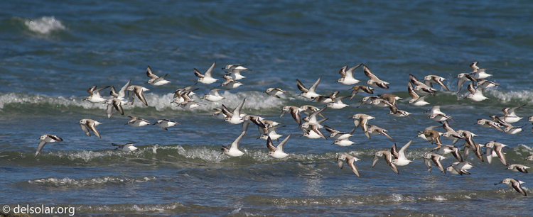 Canon EOS 7D  --  400 mm  --  EF400mm f/5.6L USM  