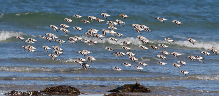 Canon EOS 7D  --  400 mm  --  EF400mm f/5.6L USM  