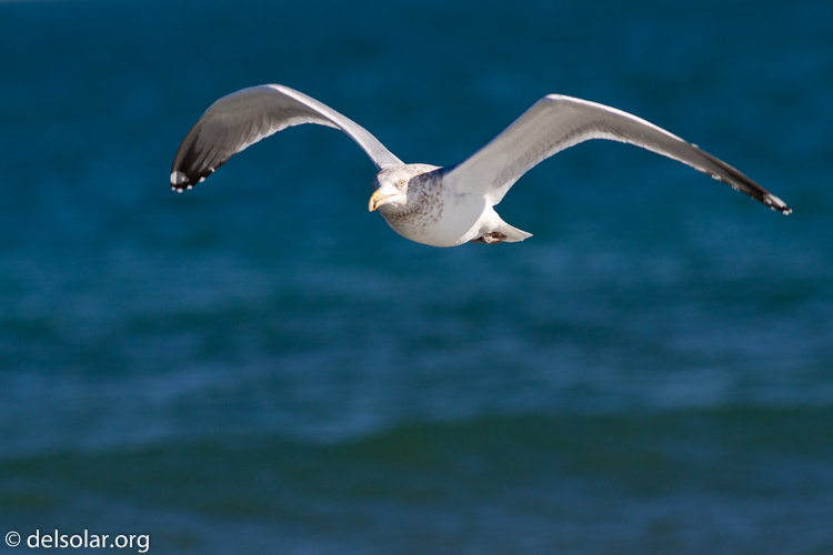 Canon EOS 7D  --  400 mm  --  EF400mm f/5.6L USM  