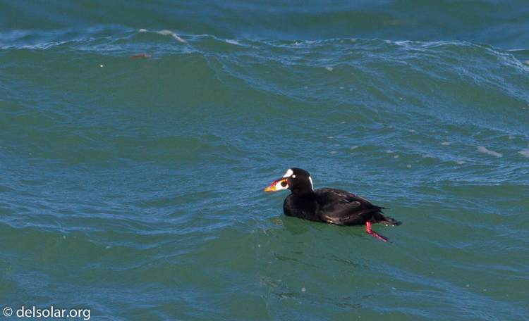 Canon EOS 7D  --  500 mm  --  EF500mm f/4L IS USM  