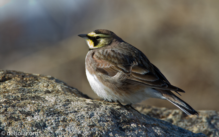 Canon EOS 7D  --  500 mm  --  EF500mm f/4L IS USM  