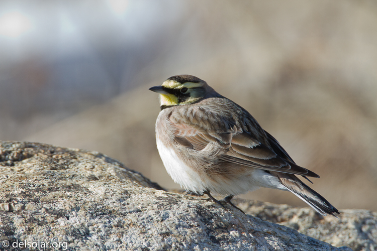 Canon EOS 7D  --  500 mm  --  EF500mm f/4L IS USM  