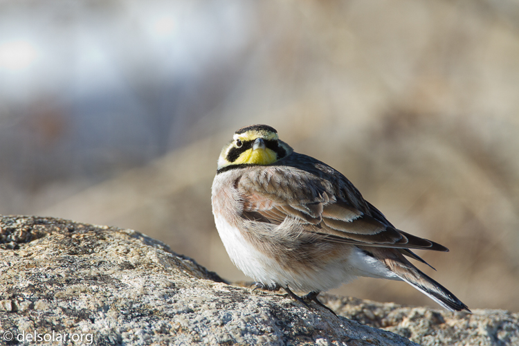 Canon EOS 7D  --  500 mm  --  EF500mm f/4L IS USM  