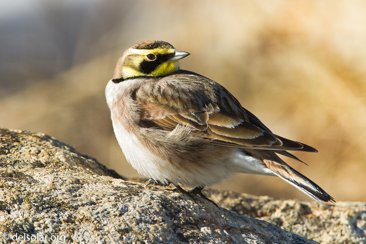 Canon EOS 7D  --  500 mm  --  EF500mm f/4L IS USM  