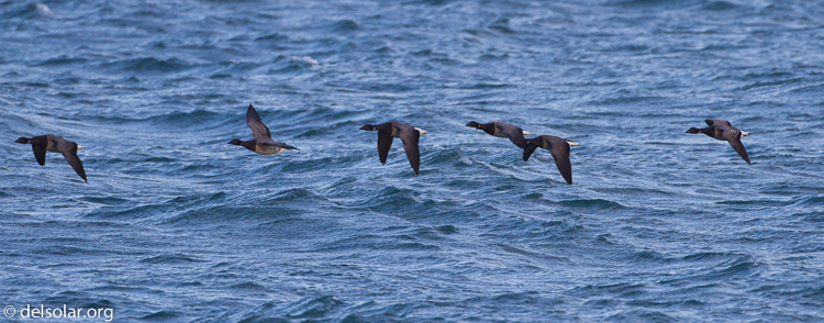 Canon EOS 7D  --  500 mm  --  EF500mm f/4L IS USM  