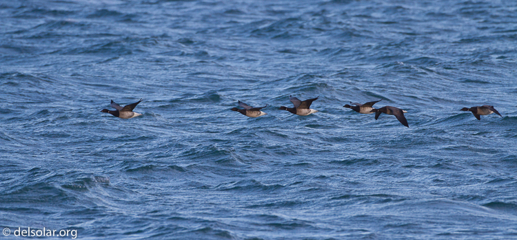 Canon EOS 7D  --  500 mm  --  EF500mm f/4L IS USM  