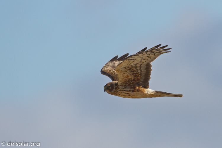 Canon EOS 7D  --  500 mm  --  EF500mm f/4L IS USM  