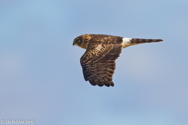 Canon EOS 7D  --  500 mm  --  EF500mm f/4L IS USM  