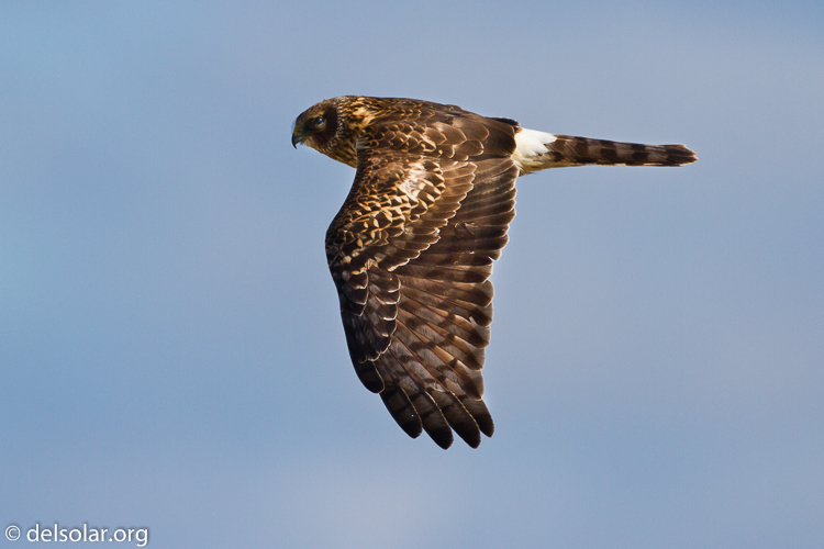 Canon EOS 7D  --  500 mm  --  EF500mm f/4L IS USM  