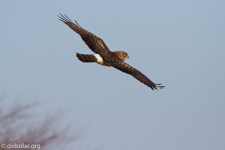 Canon EOS 7D  --  500 mm  --  EF500mm f/4L IS USM  