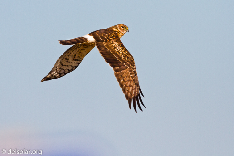 Canon EOS 7D  --  500 mm  --  EF500mm f/4L IS USM  