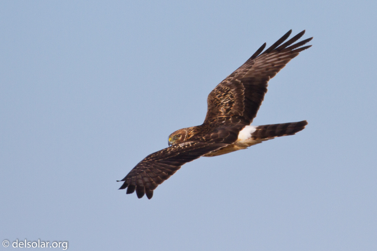 Canon EOS 7D  --  500 mm  --  EF500mm f/4L IS USM  