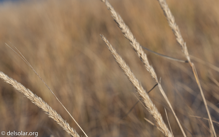 Canon EOS 5D Mark II  --  100 mm  --  EF100mm f/2.8 Macro USM  