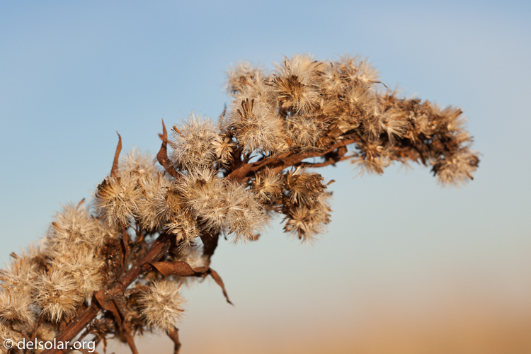 Canon EOS 5D Mark II  --  100 mm  --  EF100mm f/2.8 Macro USM  