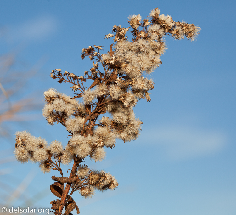 Canon EOS 5D Mark II  --  100 mm  --  EF100mm f/2.8 Macro USM  