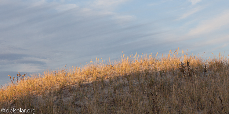 Canon EOS 5D Mark II  --  100 mm  --  EF100mm f/2.8 Macro USM  