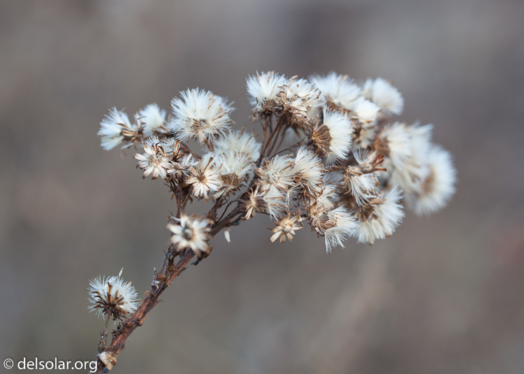 Canon EOS 5D Mark II  --  100 mm  --  EF100mm f/2.8 Macro USM  