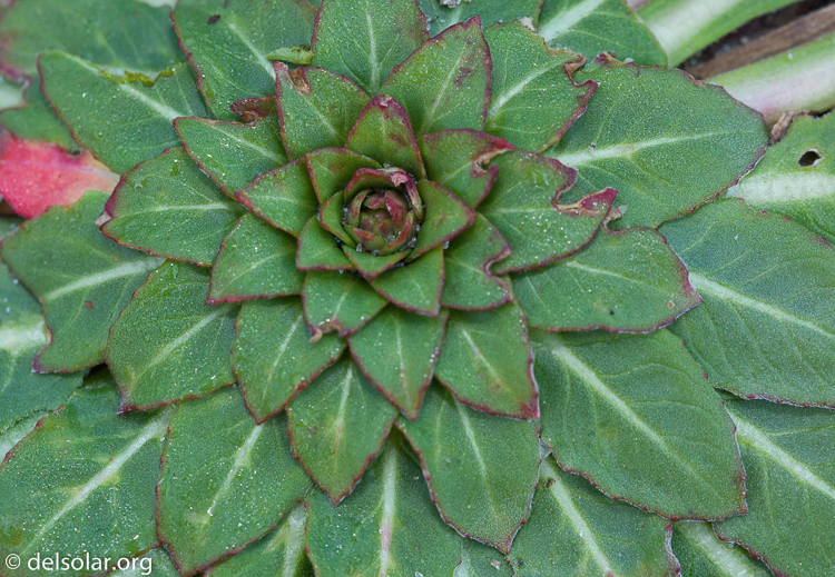 Canon EOS 5D Mark II  --  100 mm  --  EF100mm f/2.8 Macro USM  