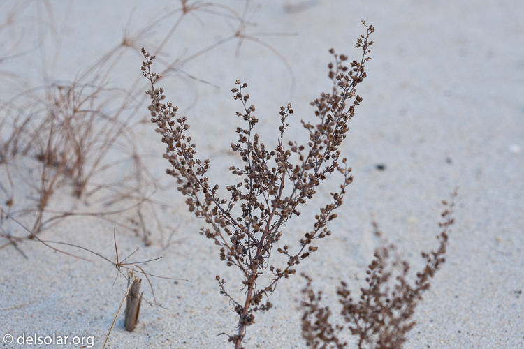 Canon EOS 5D Mark II  --  100 mm  --  EF100mm f/2.8 Macro USM  