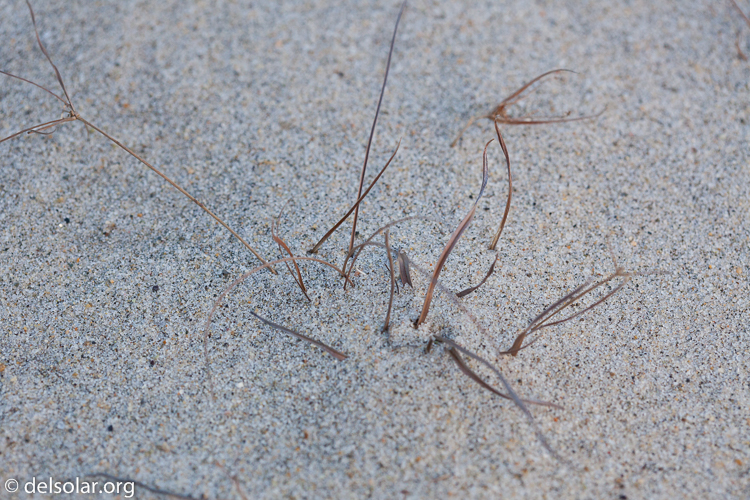 Canon EOS 5D Mark II  --  100 mm  --  EF100mm f/2.8 Macro USM  