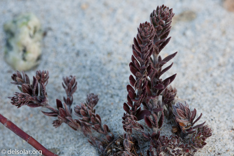 Canon EOS 5D Mark II  --  100 mm  --  EF100mm f/2.8 Macro USM  