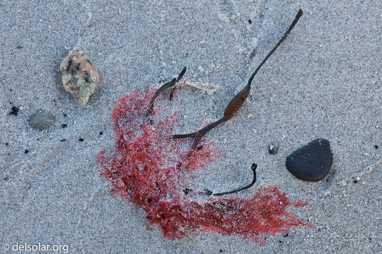 Canon EOS 5D Mark II  --  100 mm  --  EF100mm f/2.8 Macro USM  