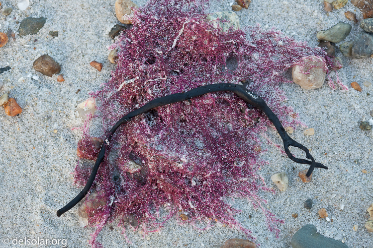 Canon EOS 5D Mark II  --  100 mm  --  EF100mm f/2.8 Macro USM  