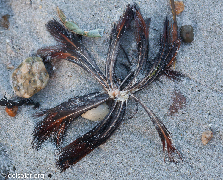 Canon EOS 5D Mark II  --  100 mm  --  EF100mm f/2.8 Macro USM  