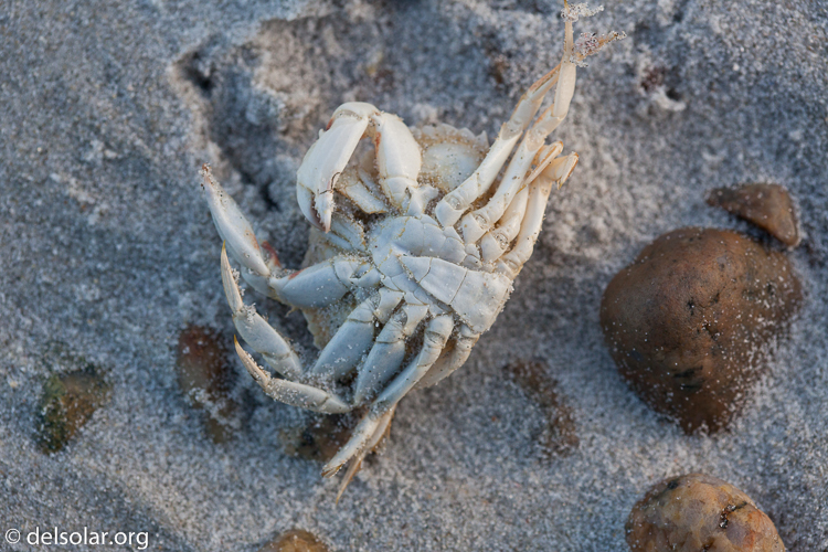 Canon EOS 5D Mark II  --  100 mm  --  EF100mm f/2.8 Macro USM  