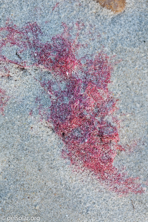 Canon EOS 5D Mark II  --  100 mm  --  EF100mm f/2.8 Macro USM  