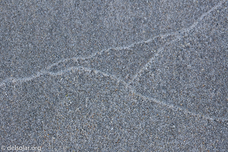 Canon EOS 5D Mark II  --  100 mm  --  EF100mm f/2.8 Macro USM  