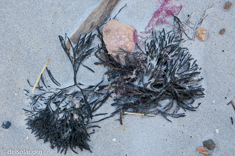 Canon EOS 5D Mark II  --  100 mm  --  EF100mm f/2.8 Macro USM  