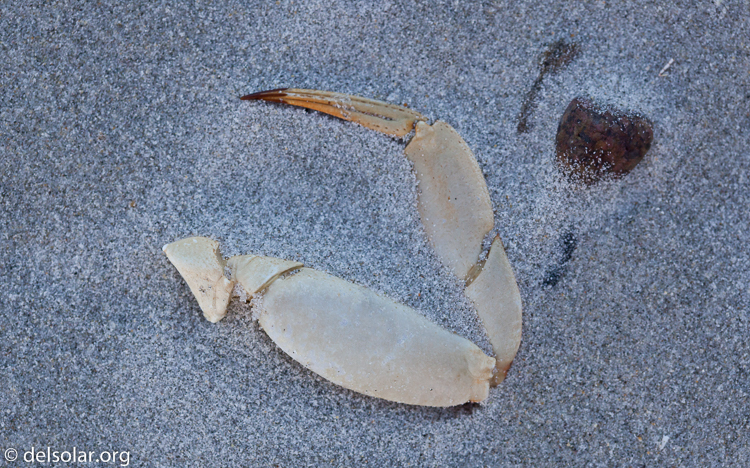 Canon EOS 5D Mark II  --  100 mm  --  EF100mm f/2.8 Macro USM  