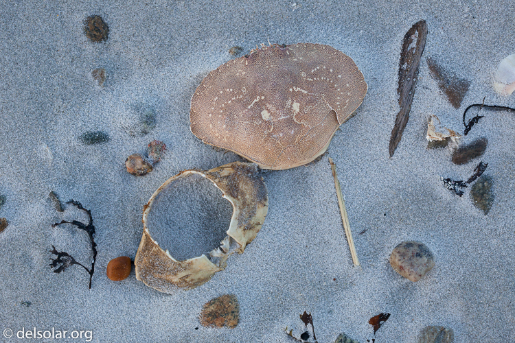 Canon EOS 5D Mark II  --  100 mm  --  EF100mm f/2.8 Macro USM  