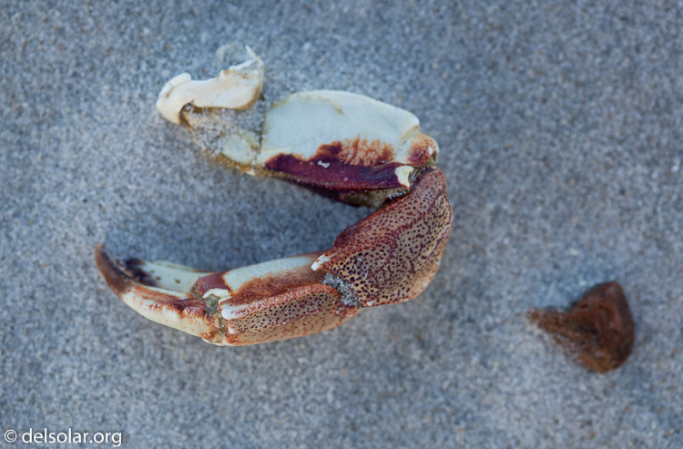 Canon EOS 5D Mark II  --  100 mm  --  EF100mm f/2.8 Macro USM  