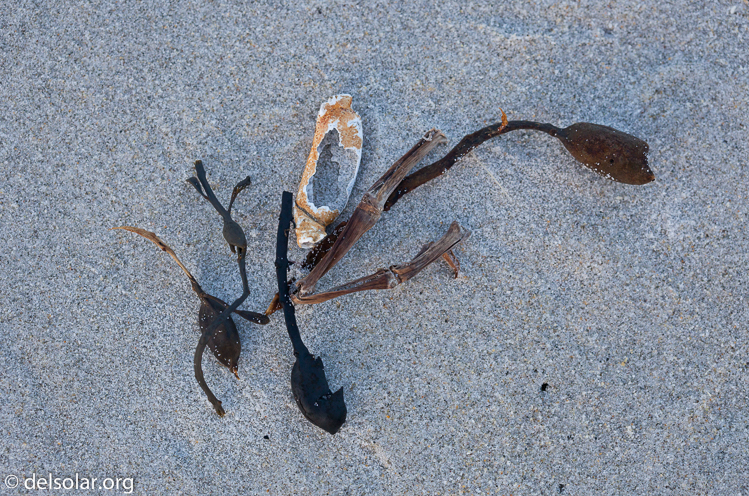 Canon EOS 5D Mark II  --  100 mm  --  EF100mm f/2.8 Macro USM  