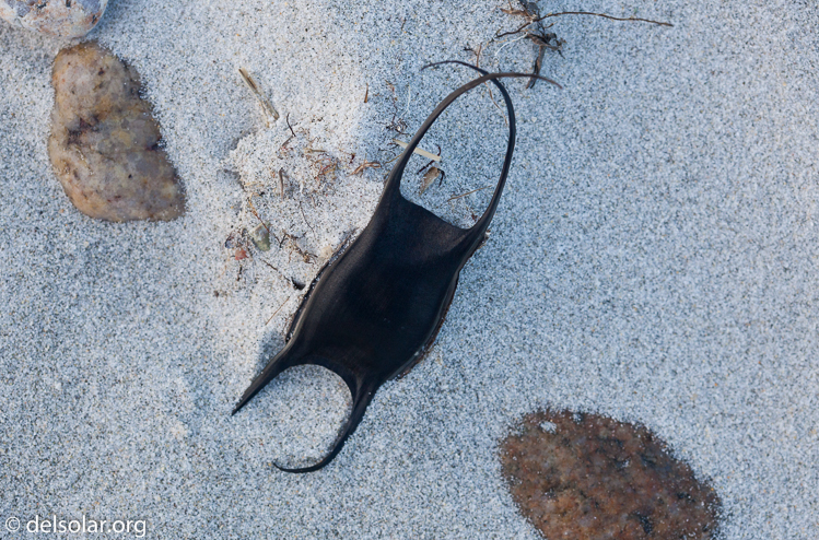 Canon EOS 5D Mark II  --  100 mm  --  EF100mm f/2.8 Macro USM  