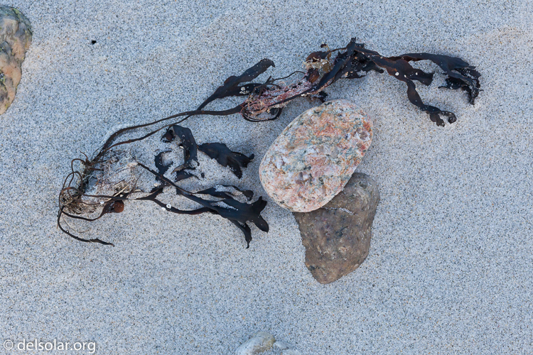 Canon EOS 5D Mark II  --  100 mm  --  EF100mm f/2.8 Macro USM  