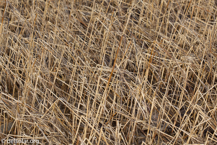 Canon EOS 5D Mark II  --  100 mm  --  EF100mm f/2.8 Macro USM  