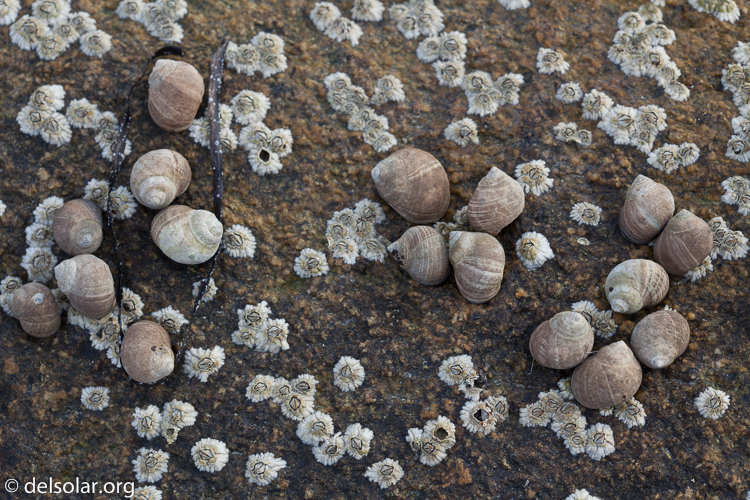 Canon EOS 5D Mark II  --  100 mm  --  EF100mm f/2.8 Macro USM  