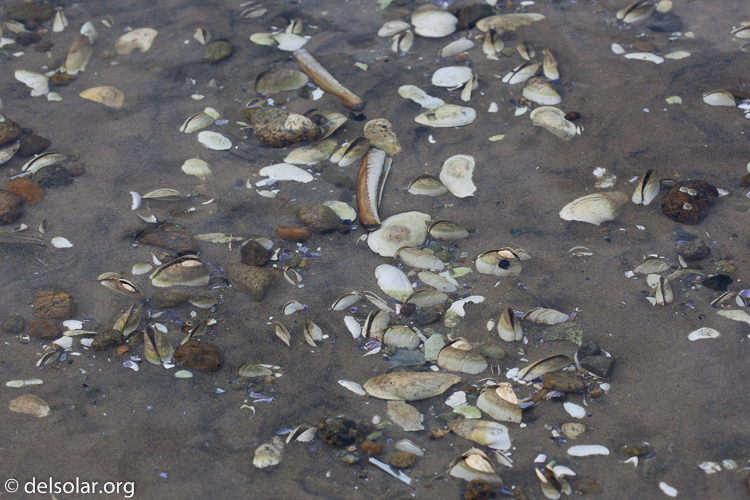 Canon EOS 5D Mark II  --  100 mm  --  EF100mm f/2.8 Macro USM  