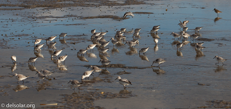 Canon EOS 5D Mark II  --  100 mm  --  EF100mm f/2.8 Macro USM  