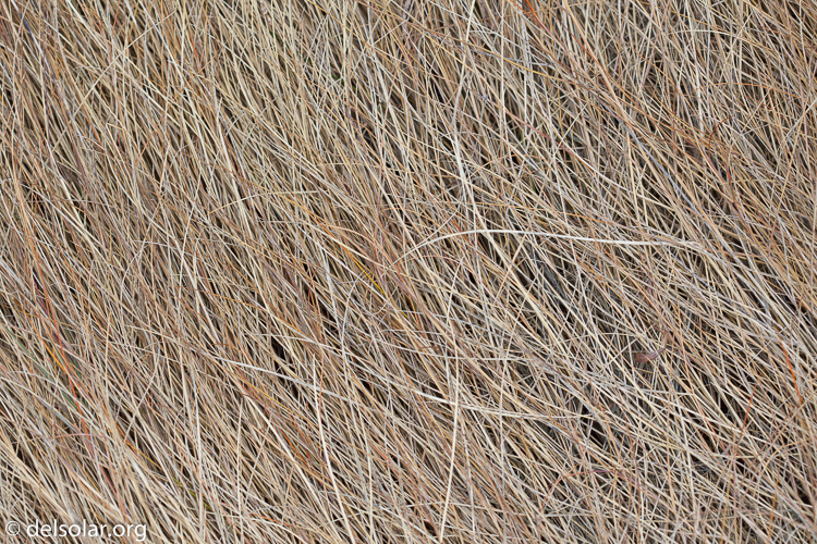 Canon EOS 5D Mark II  --  100 mm  --  EF100mm f/2.8 Macro USM  