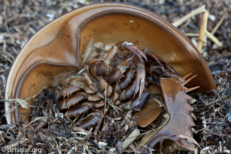 Canon EOS 5D Mark II  --  100 mm  --  EF100mm f/2.8 Macro USM  